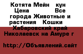 Котята Мейн - кун › Цена ­ 19 000 - Все города Животные и растения » Кошки   . Хабаровский край,Николаевск-на-Амуре г.